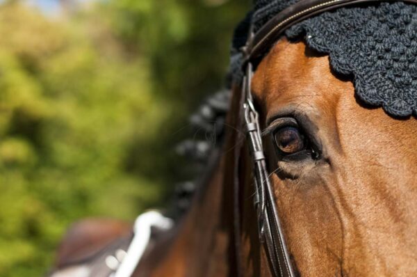 leregardangelique-photographe-cheval-fontainebleau