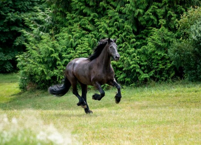 Photographe cheval frison - LeRegardAngelique-1