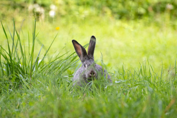 Photographe lapin ferme animaux - LeRegardAngelique-3