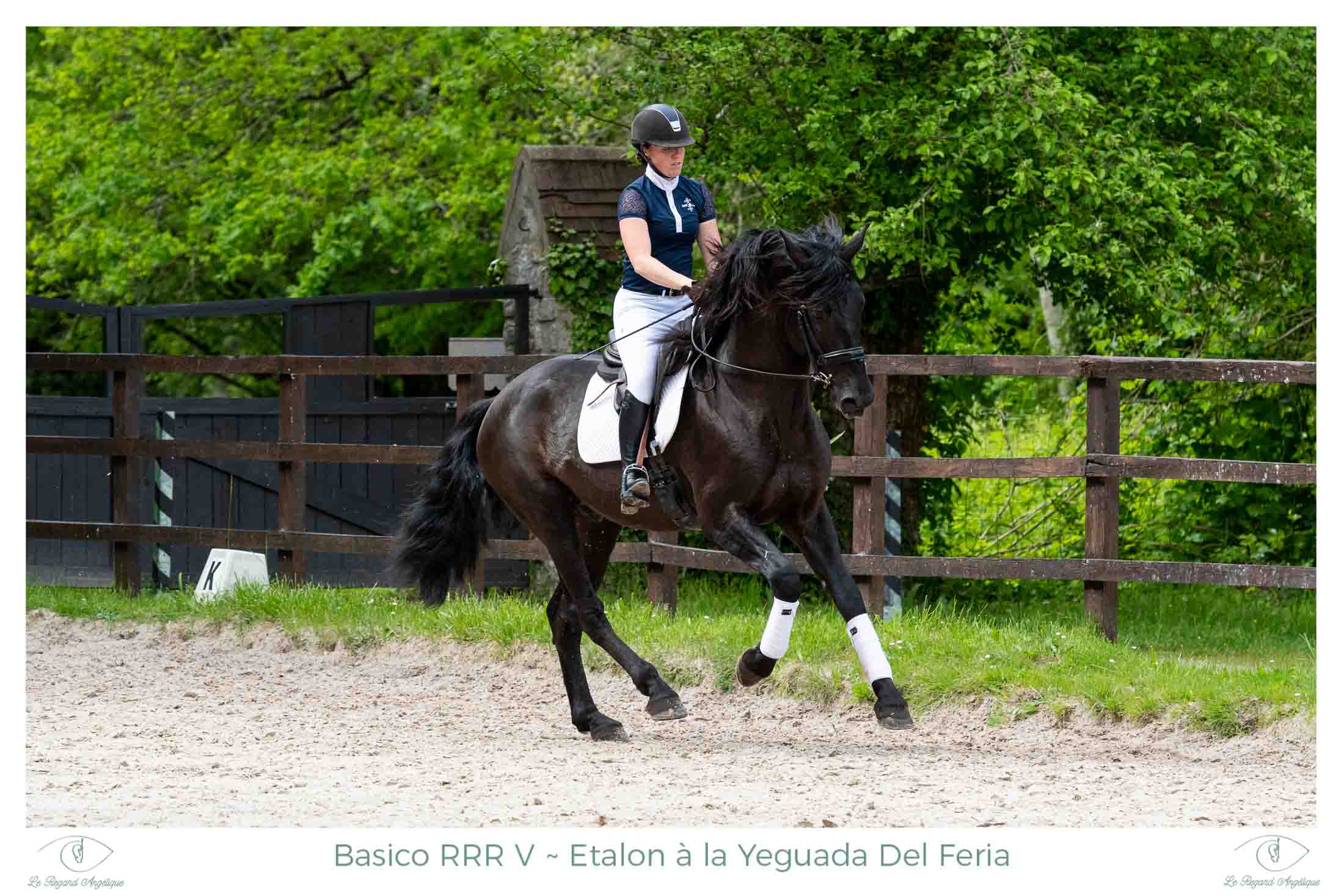 Basico-etalon-iberique-yeguada-del-feria-le-regard-angelique-8