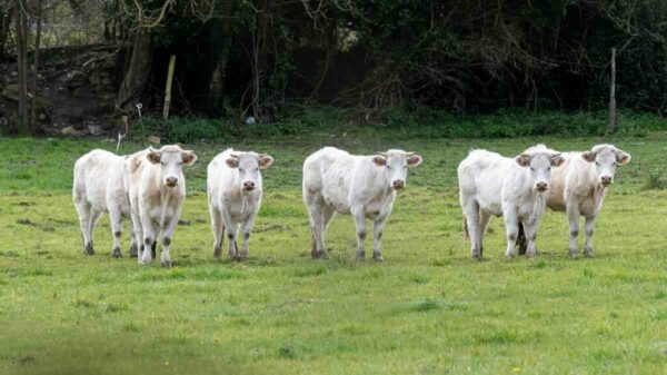 Photographe-agricole-animaux-de-la-ferme-le-regard-angelique-2