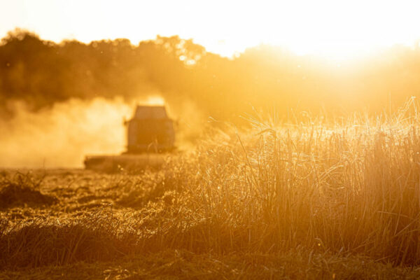 Photographe-agricole-le-regard-angelique