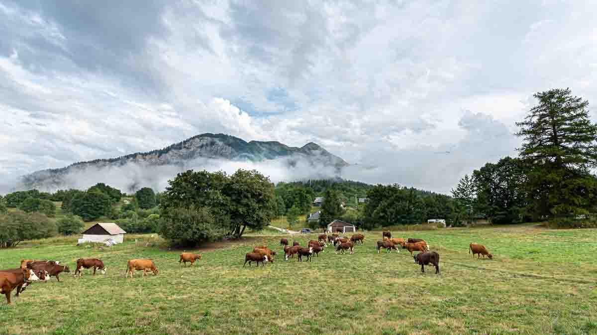 Photographe-agricole-vache-beaufort-lait-montagne-le-regard-angelique-12