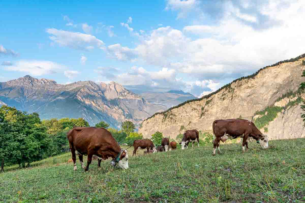 Photographe-agricole-vache-beaufort-lait-montagne-le-regard-angelique-31