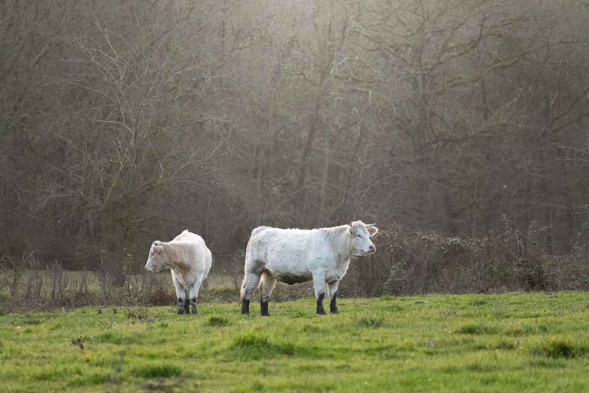 Photographe-agricole-vaches-bovins-anjou-le-regard-angelique