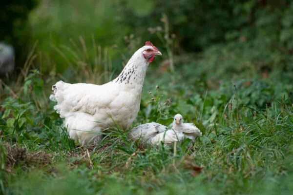 Photographe-animaux-de-la-ferme-poules-chiens-poissons-le-regard-angelique-14