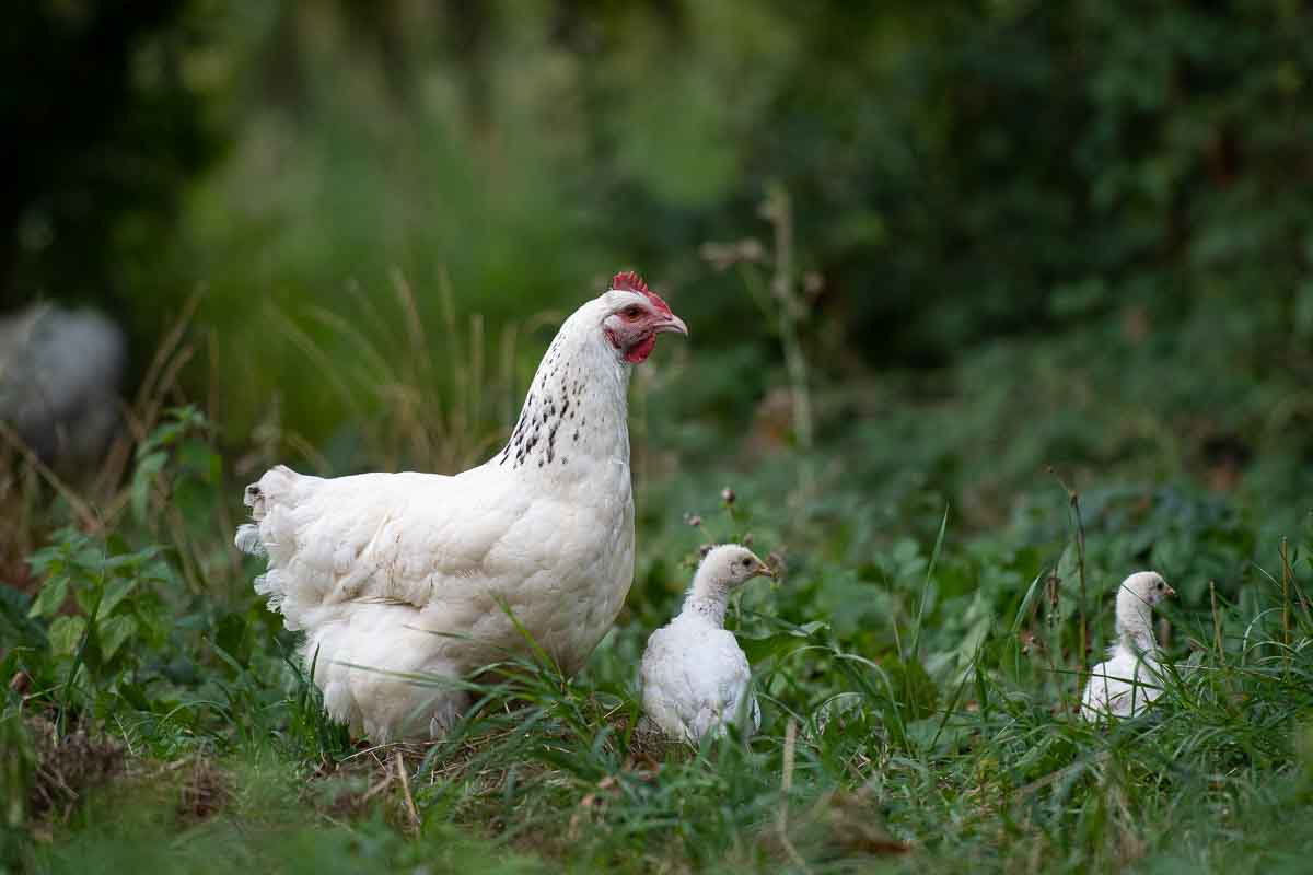 Photographe-animaux-de-la-ferme-poules-chiens-poissons-le-regard-angelique-15