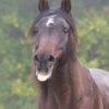 Photographe-cheval-chevaux-seine-et-marne-le-regard-angelique-3