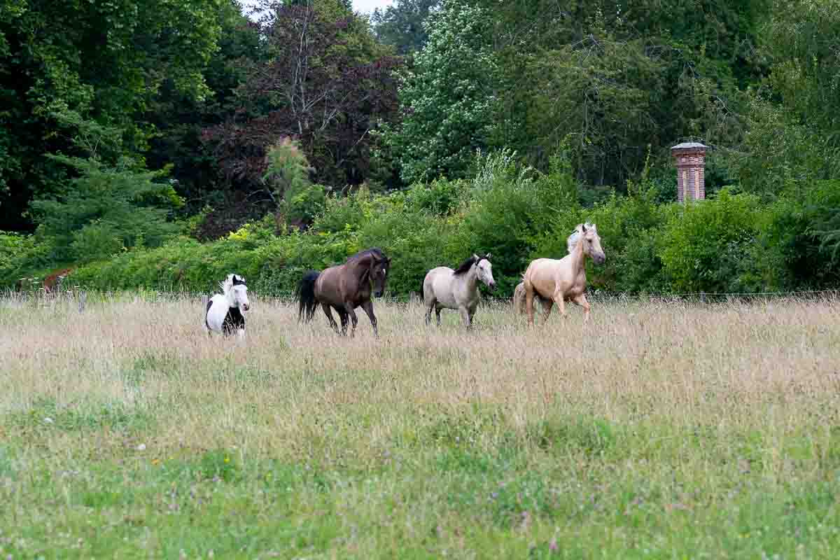 Photographe-cheval-liberte-naturel-equestre-le-regard-angelique-10