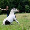 Photographe-cheval-liberte-naturel-equestre-le-regard-angelique-3